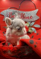 Piper, a female French Bulldog for sale in Highland, IN – Photo 3 of 4