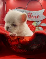 Jet, a male French Bulldog for sale in Highland, IN – Photo 3 of 4