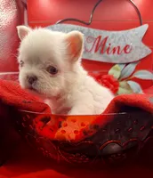 Jet, a male French Bulldog for sale in Highland, IN – Photo 4 of 4