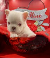 Jet, a male French Bulldog for sale in Highland, IN – Photo 2 of 4
