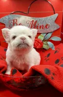 Jet, a male French Bulldog for sale in Highland, IN – Photo 1 of 4