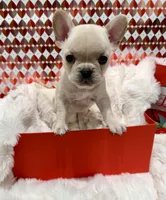 Mila Jr, a female French Bulldog for sale in Highland, IN – Photo 3 of 4