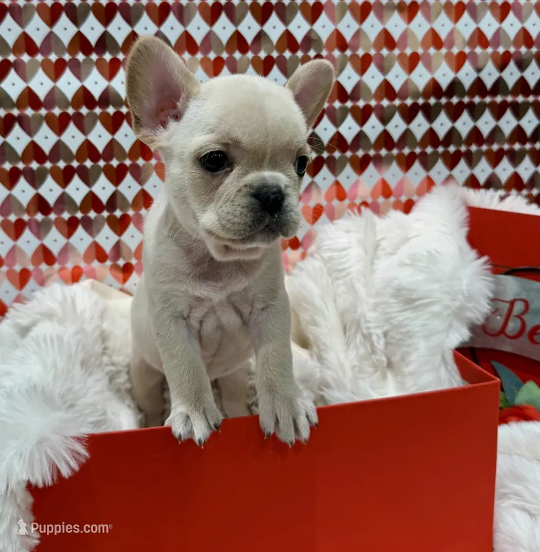 Mila Jr, a female French Bulldog for sale in Highland, IN – Photo 1 of 4