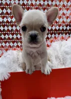Mila Jr, a female French Bulldog for sale in Highland, IN – Photo 4 of 4