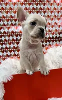 Mila Jr, a female French Bulldog for sale in Highland, IN – Photo 2 of 4