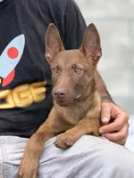 Liver , a male Belgian Malinois for sale in St. Petersburg, FL – 2 of 4