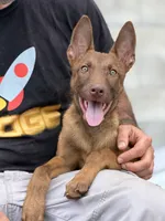 Liver , a male Belgian Malinois for sale in St. Petersburg, FL – 3 of 4