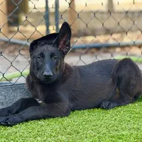 Melvin , a male Belgian Malinois for sale in St. Petersburg, FL – 1 of 1