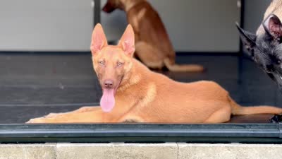 Liver , a male Belgian Malinois for sale in St. Petersburg, FL – 4 of 4