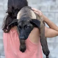 Clarissa, a female Belgian Malinois for sale in St. Petersburg, FL – Photo 1 of 3