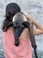 Clarissa, a female Belgian Malinois for sale in St. Petersburg, FL – Photo 1 of 3