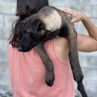 Clarissa, a female Belgian Malinois for sale in St. Petersburg, FL – Photo 3 of 3