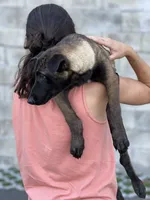 Clarissa, a female Belgian Malinois for sale in St. Petersburg, FL – Photo 3 of 3