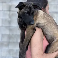 Clarissa, a female Belgian Malinois for sale in St. Petersburg, FL – Photo 2 of 3