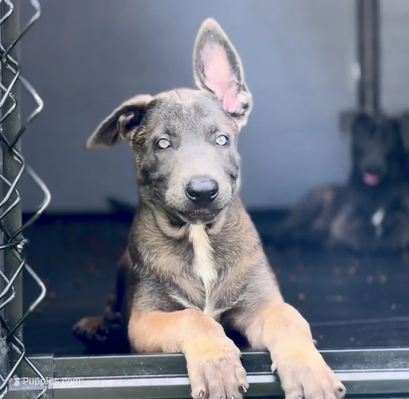 Glacier  – Belgian Malinois puppy for sale in St. Petersburg, FL