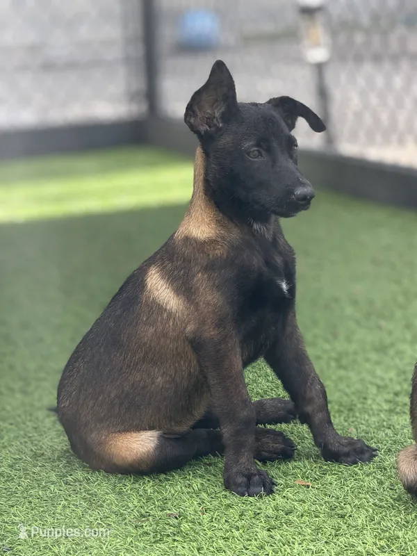 Maggy – Belgian Malinois puppy for sale in St. Petersburg, FL