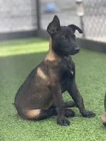 Maggy, a female Belgian Malinois for sale in St. Petersburg, FL – 1 of 1