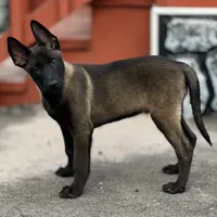 Ralph, a male Belgian Malinois for sale in St. Petersburg, FL – Photo 4 of 7