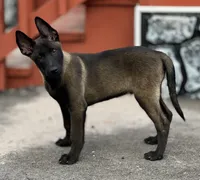 Ralph, a male Belgian Malinois for sale in St. Petersburg, FL – Photo 4 of 7