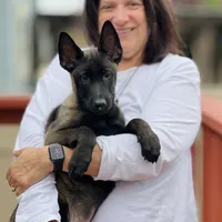 Ralph, a male Belgian Malinois for sale in St. Petersburg, FL – Photo 5 of 7