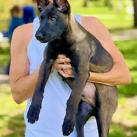 Ralph, a male Belgian Malinois for sale in St. Petersburg, FL – Photo 1 of 7