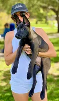 Ralph, a male Belgian Malinois for sale in St. Petersburg, FL – Photo 1 of 7