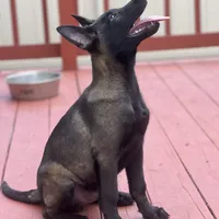 Ralph, a male Belgian Malinois for sale in St. Petersburg, FL – Photo 6 of 7