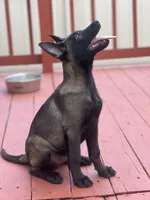 Ralph, a male Belgian Malinois for sale in St. Petersburg, FL – Photo 6 of 7