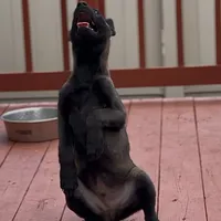 Ralph, a male Belgian Malinois for sale in St. Petersburg, FL – Photo 3 of 7