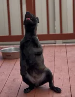 Ralph, a male Belgian Malinois for sale in St. Petersburg, FL – Photo 3 of 7