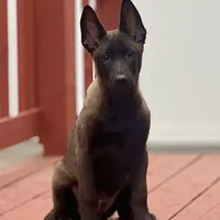 Ralph, a male Belgian Malinois for sale in St. Petersburg, FL – Photo 2 of 7