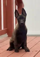 Ralph, a male Belgian Malinois for sale in St. Petersburg, FL – Photo 2 of 7