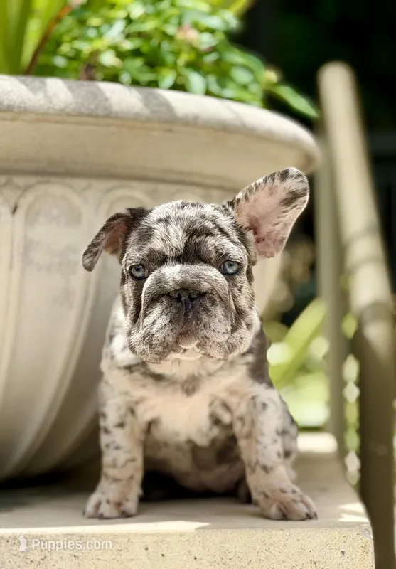 Mary  – French Bulldog puppy for sale in St. Petersburg, FL