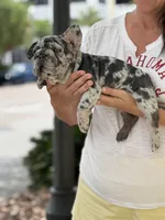 Mary , a female French Bulldog for sale in St. Petersburg, FL – Photo 3 of 3