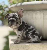 Mary , a female French Bulldog for sale in St. Petersburg, FL – Photo 2 of 3