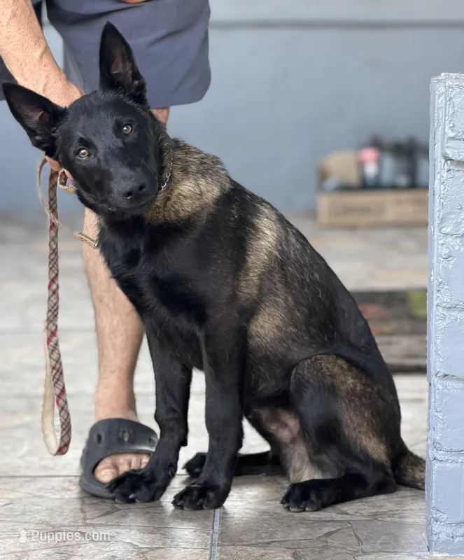 Igor, a male Belgian Malinois for sale in St. Petersburg, FL – Photo 1 of 3