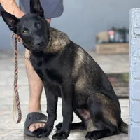 Igor, a male Belgian Malinois for sale in St. Petersburg, FL – Photo 1 of 3