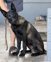 Igor, a male Belgian Malinois for sale in St. Petersburg, FL – Photo 1 of 3