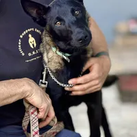 Igor, a male Belgian Malinois for sale in St. Petersburg, FL – Photo 3 of 3