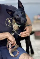 Igor, a male Belgian Malinois for sale in St. Petersburg, FL – Photo 3 of 3