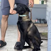 Igor, a male Belgian Malinois for sale in St. Petersburg, FL – Photo 2 of 3