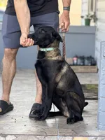 Igor, a male Belgian Malinois for sale in St. Petersburg, FL – Photo 2 of 3
