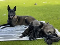 Ellen and the gang, a female Belgian Malinois for sale in St. Petersburg, FL – Photo 3 of 6