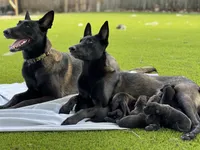 Ellen and the gang, a female Belgian Malinois for sale in St. Petersburg, FL – Photo 2 of 6