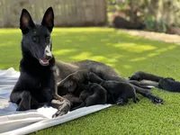 Ellen and the gang, a female Belgian Malinois for sale in St. Petersburg, FL – Photo 4 of 6