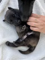 Ellen and the gang, a female Belgian Malinois for sale in St. Petersburg, FL – Photo 6 of 6