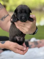 Ellen and the gang, a female Belgian Malinois for sale in St. Petersburg, FL – Photo 1 of 6