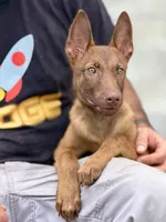 Liver , a male Belgian Malinois for sale in St. Petersburg, FL – 1 of 4