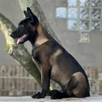 Irwin, a male Belgian Malinois for sale in St. Petersburg, FL – Photo 3 of 4