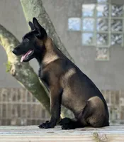 Irwin, a male Belgian Malinois for sale in St. Petersburg, FL – Photo 3 of 4